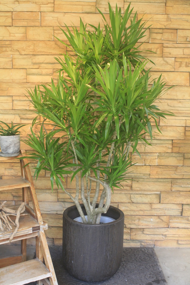 ドラセナ・ナビー212｜観葉植物専門店「ワールドガーデン」