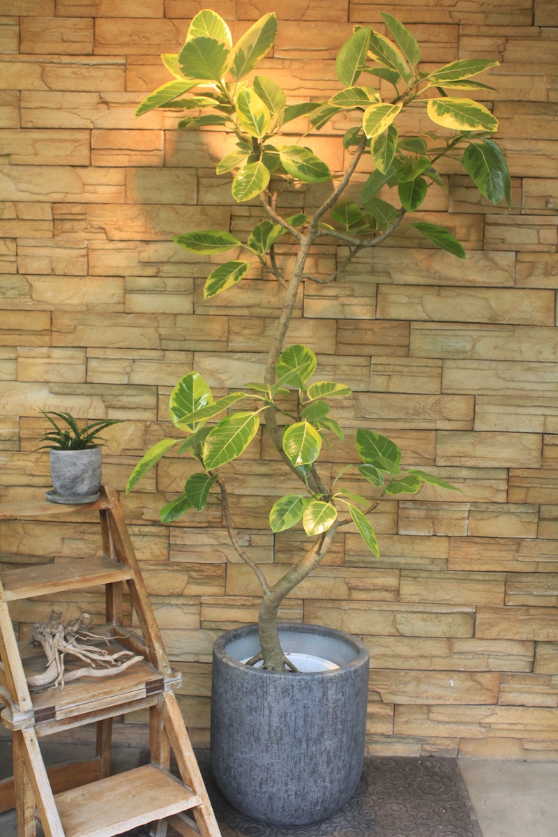 アルテシマ斑入り229｜観葉植物専門店「ワールドガーデン」