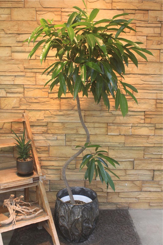 アムステルダムキング258｜観葉植物専門店「ワールドガーデン」