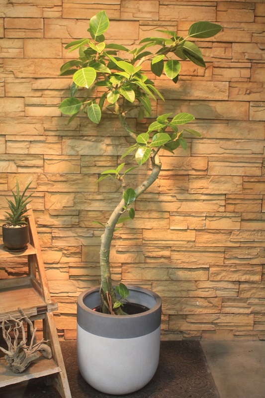 アルテシマ斑入り338｜観葉植物専門店「ワールドガーデン」