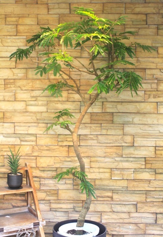 エバーフレッシュ 120cm Amazon｜エバーフレッシュ 7号 観葉植物 S字 インテリア