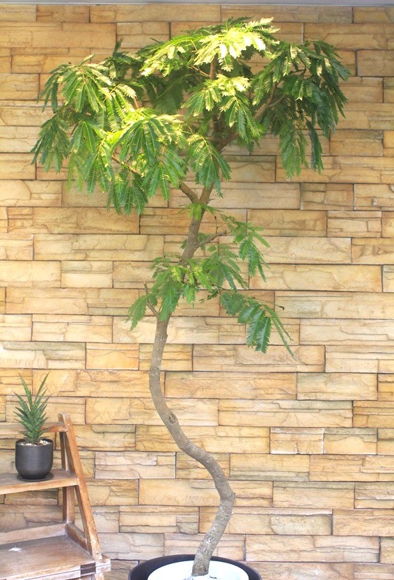 エバーフレッシュ381｜観葉植物専門店「ワールドガーデン」