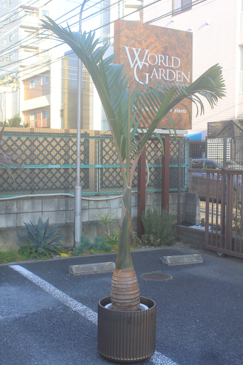 トックリヤシ406｜観葉植物専門店「ワールドガーデン」