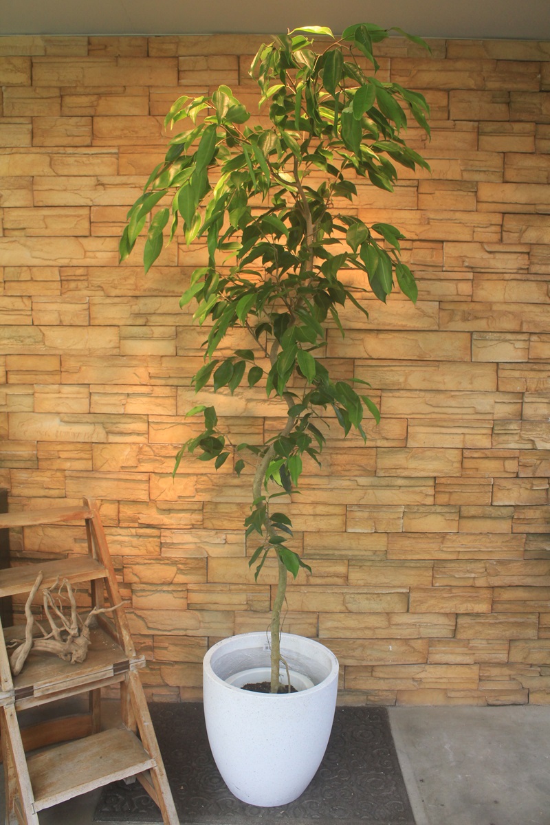 フィカス・ストリクタ439｜観葉植物専門店「ワールドガーデン」