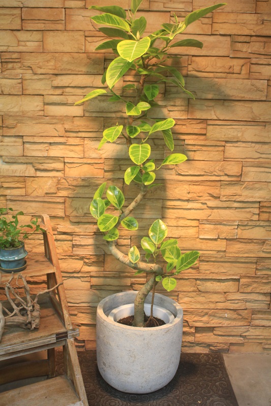 フィカス アルテシマ☆ アルテシマ斑入り473｜観葉植物専門店「ワールドガーデン」
