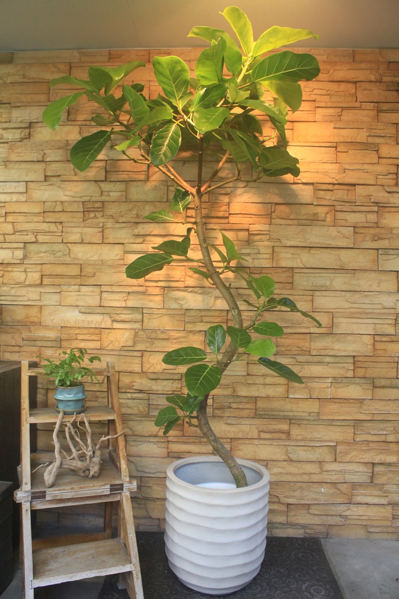 観葉植物 アフリカンプリンス 195cm アフリカンプリンス494｜観葉植物専門店「ワールドガーデン」