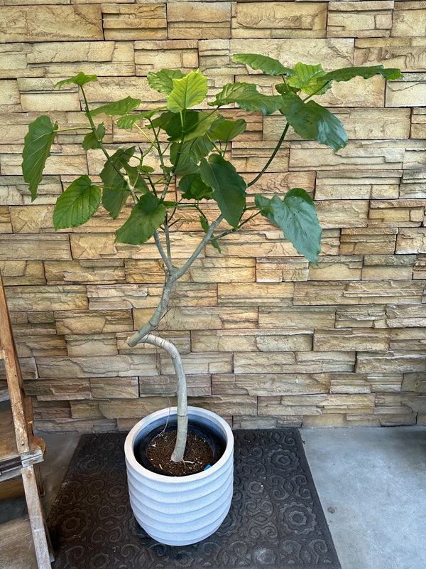 ウンベラータA493