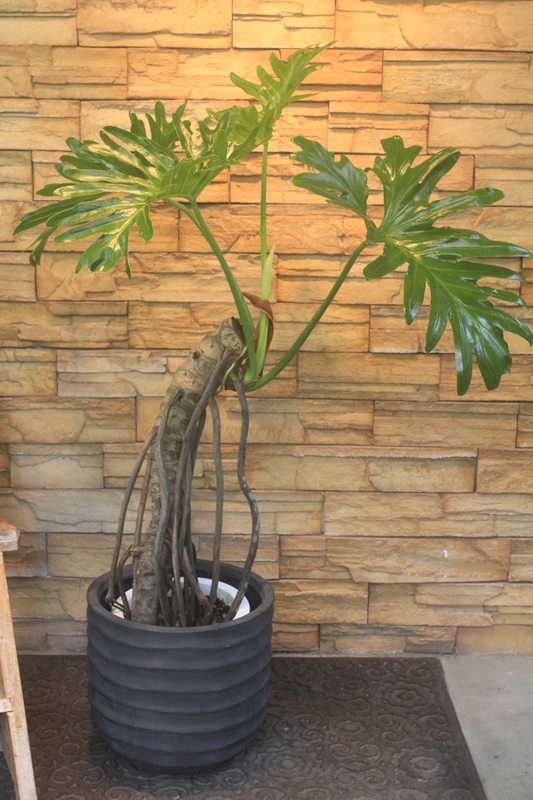 幹上がりセローム509｜観葉植物専門店「ワールドガーデン」