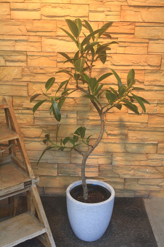 フィカス・メラニー556｜観葉植物専門店「ワールドガーデン」
