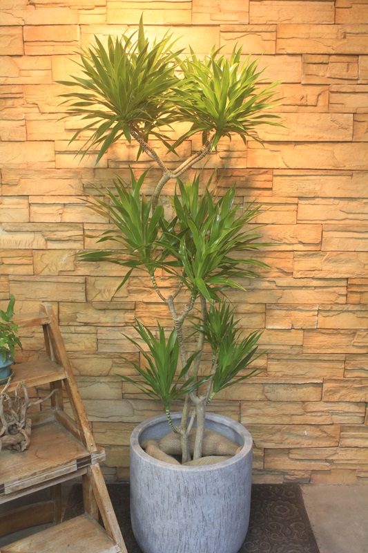 ドラセナ・ナビー559｜観葉植物専門店「ワールドガーデン」