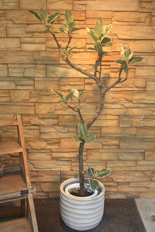 フィカス・ティネケ604｜観葉植物専門店「ワールドガーデン」