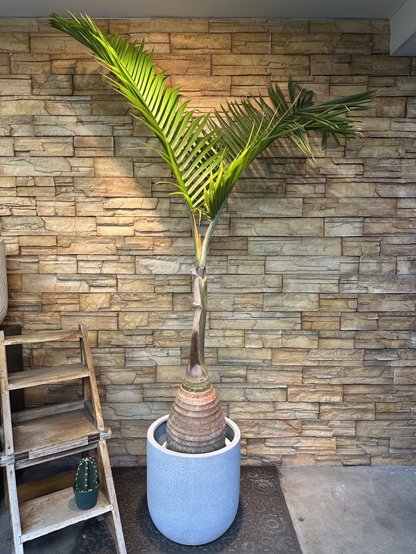 トックリヤシ。観葉植物鉢ごと無料で発送致します。 トックリヤシ。観葉植物。鉢ごと無料で発送致します。