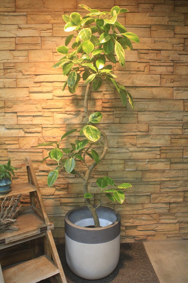 大人気♡斑入りグリーン♡アルテシーマ アルテシマ斑入り636｜観葉植物専門店「ワールドガーデン」