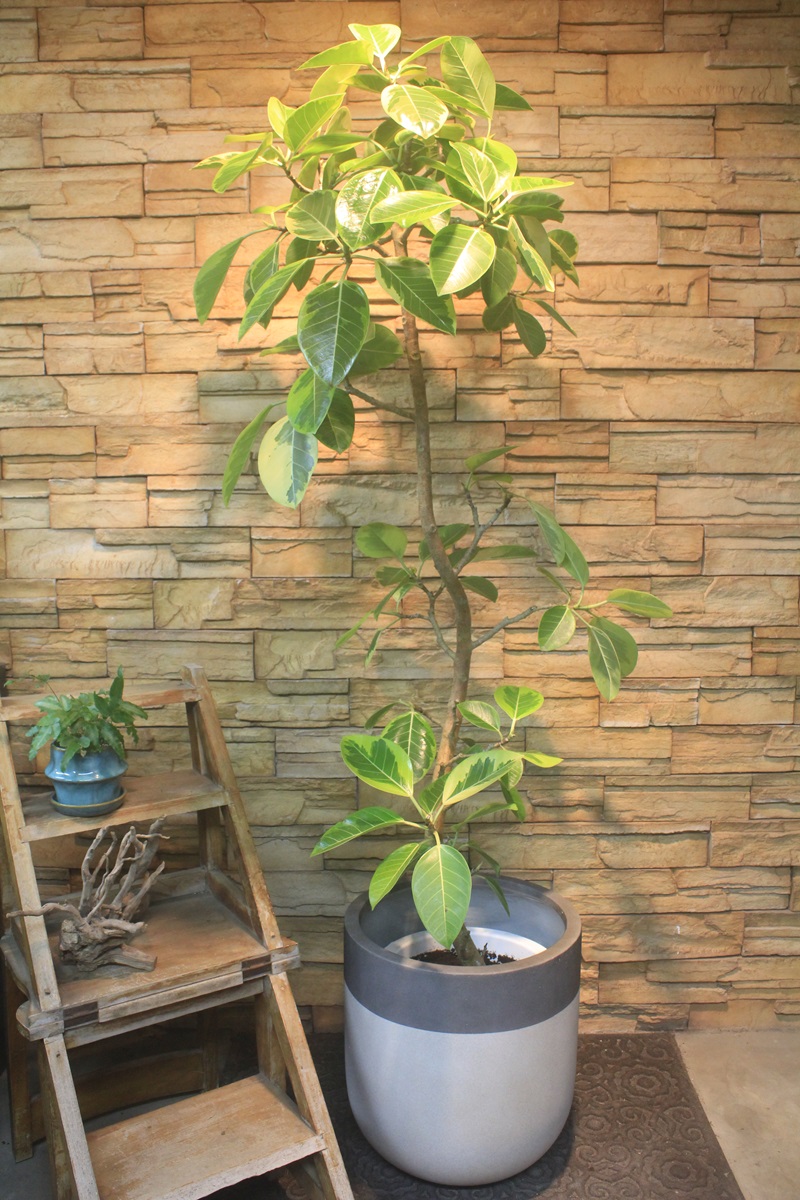アルテシマ斑入り637｜観葉植物専門店「ワールドガーデン」