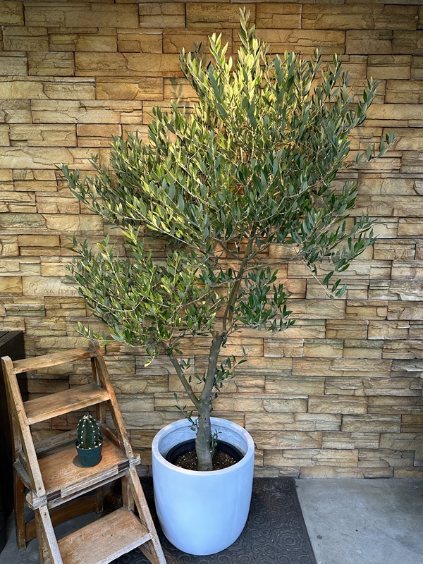 オリーブ・ミッションA609