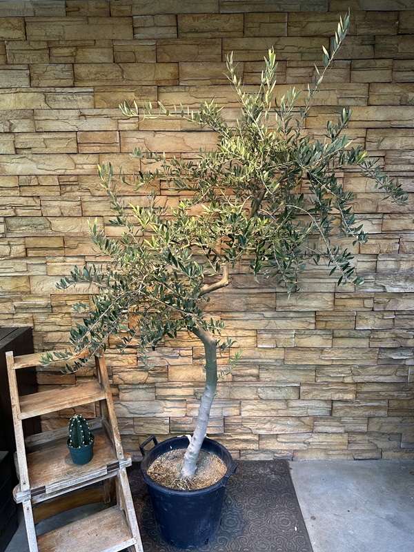 オリーブ・ペンドリノA610