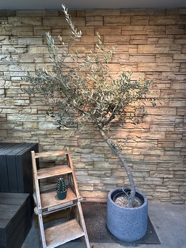 オリーブ・ペンドリノA612