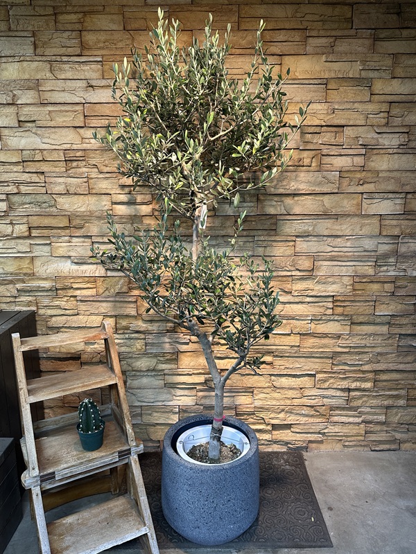 オリーブ・フラントイオA613