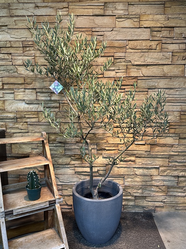 オリーブ・ピクアルA614