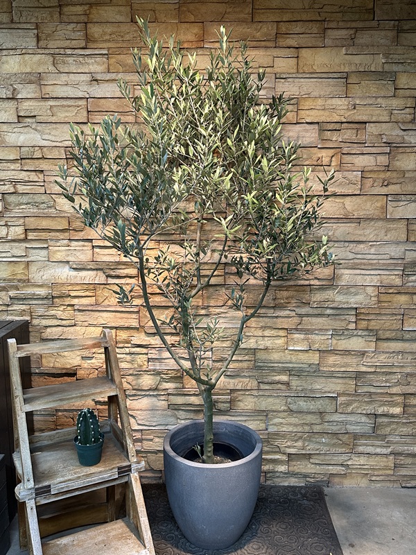 オリーブ・ミッションA615