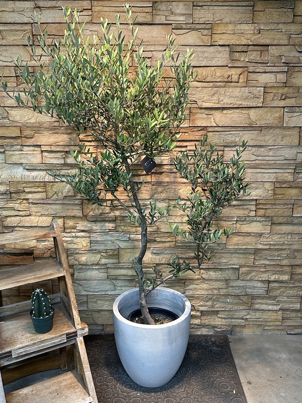 オリーブ・マンザニロA616