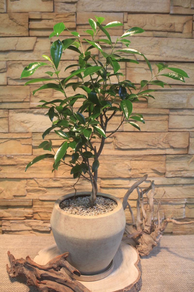 ガジュマル陶器入り666｜観葉植物専門店「ワールドガーデン」