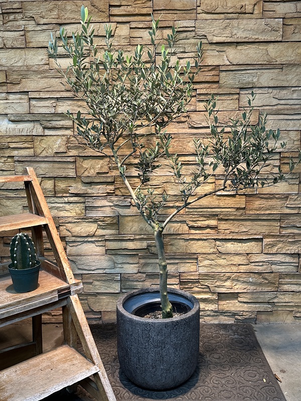 オリーブ・マンザニロA626