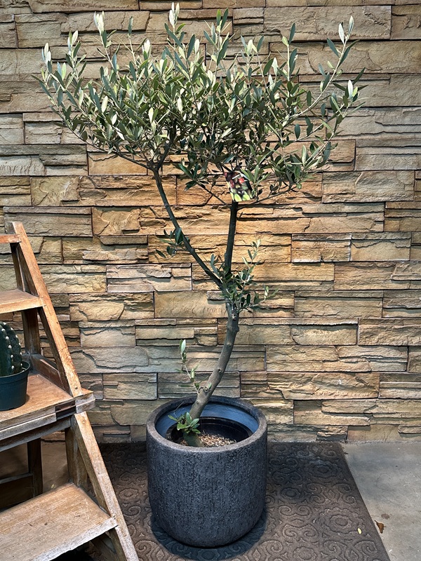 オリーブ・ミッションA627