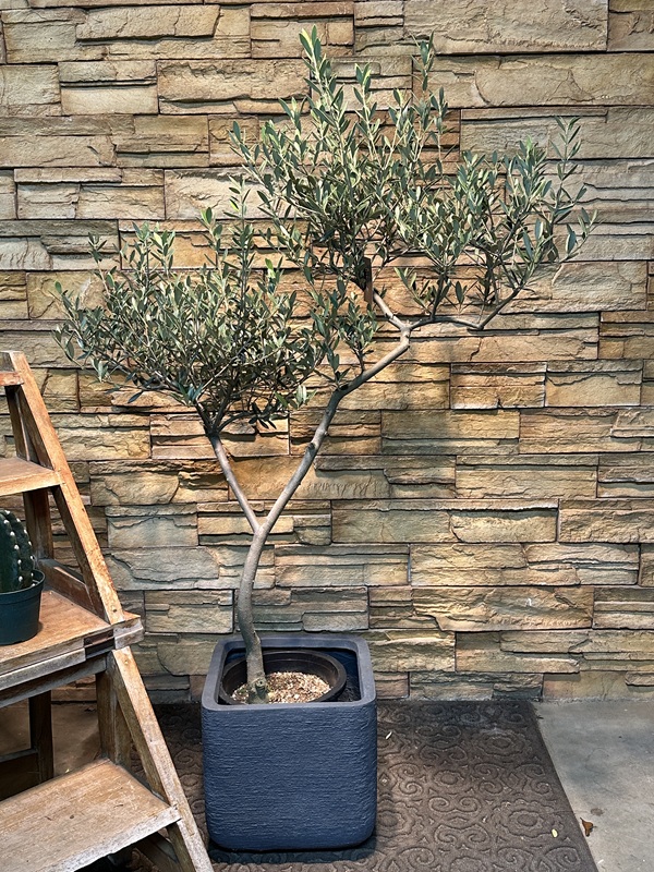 オリーブ・マンザニロA628