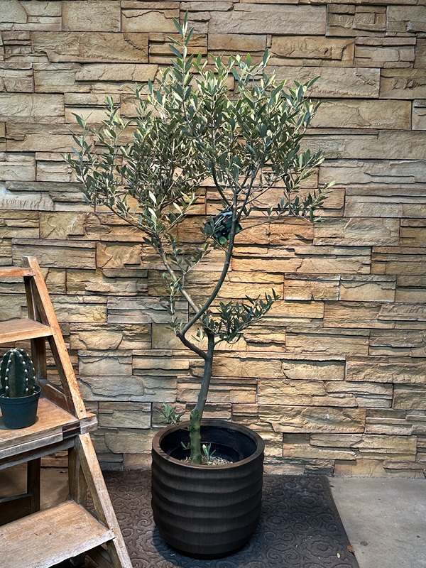 オリーブ・ミッションA629