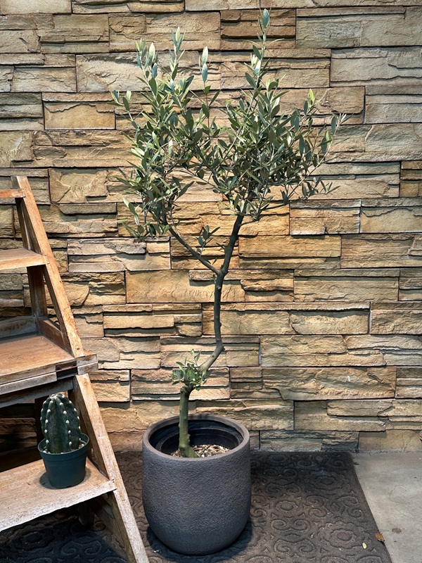 オリーブ・ミッションA631