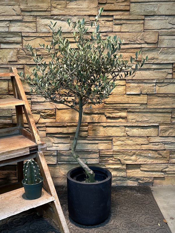 オリーブ・マンザニロA632