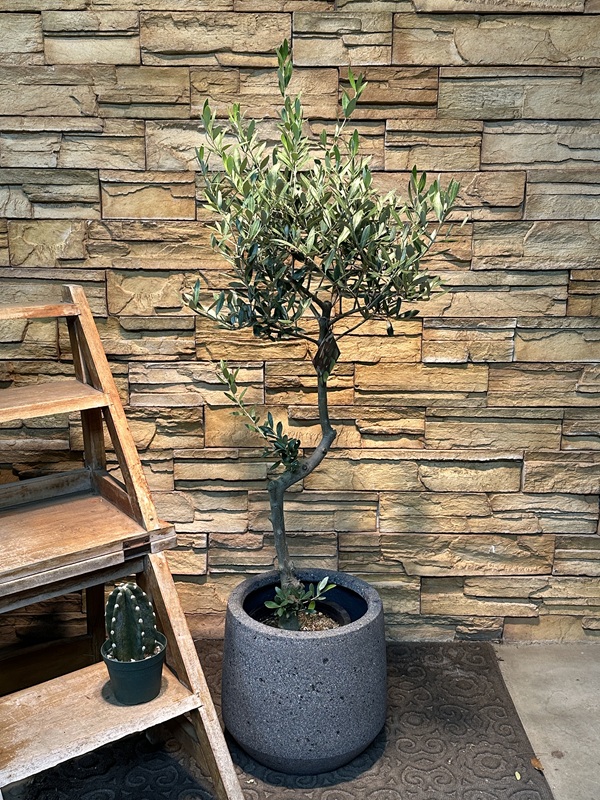 オリーブ・ミッションA633