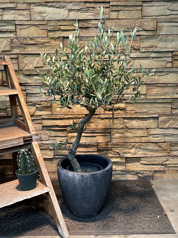 オリーブ・ミッションA635