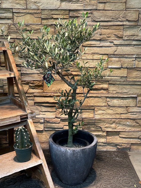 オリーブ・ミッションA636