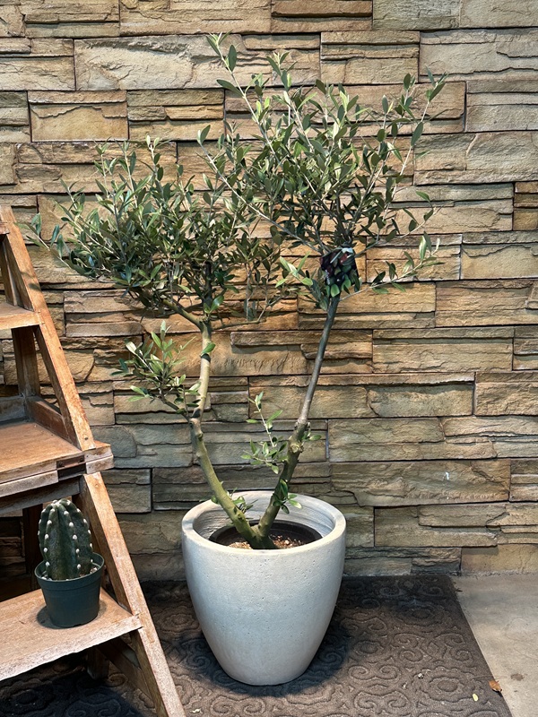 オリーブ・ミッションA637