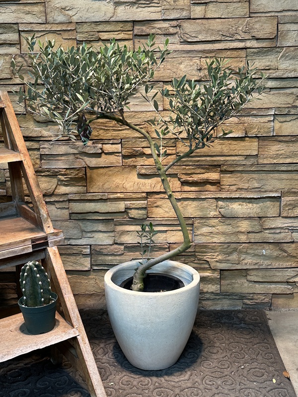 オリーブ・マンザニロA638