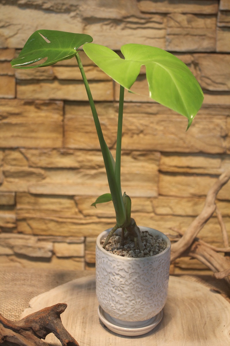 幹立ちモンステラ陶器入り672｜観葉植物専門店「ワールドガーデン」
