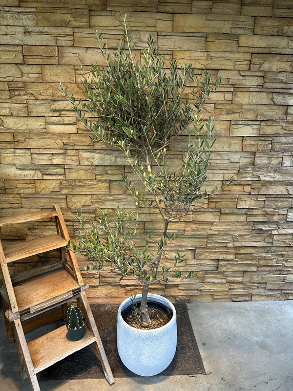 オリーブ・マンザニロA617