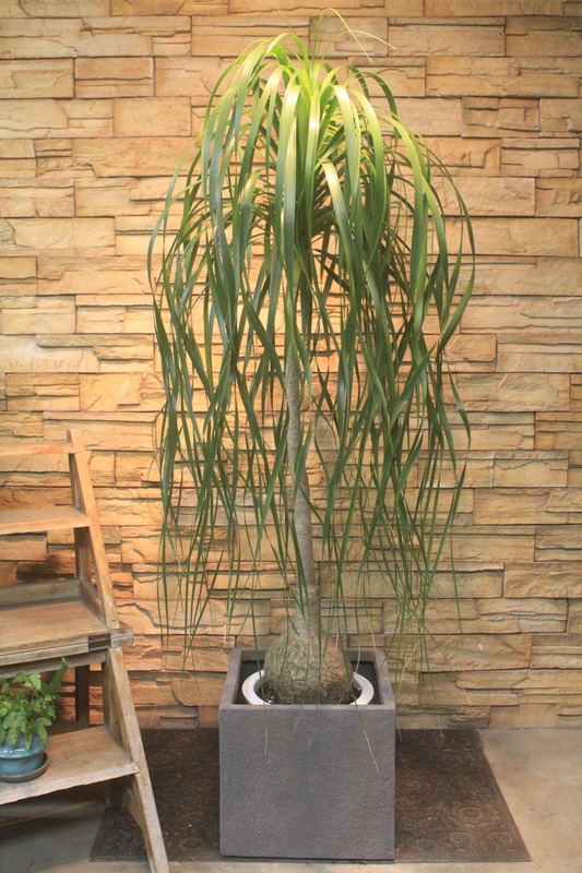 トックリラン783｜観葉植物専門店「ワールドガーデン」