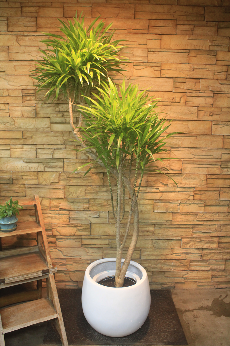 ドラセナ・ナビー803｜観葉植物専門店「ワールドガーデン」
