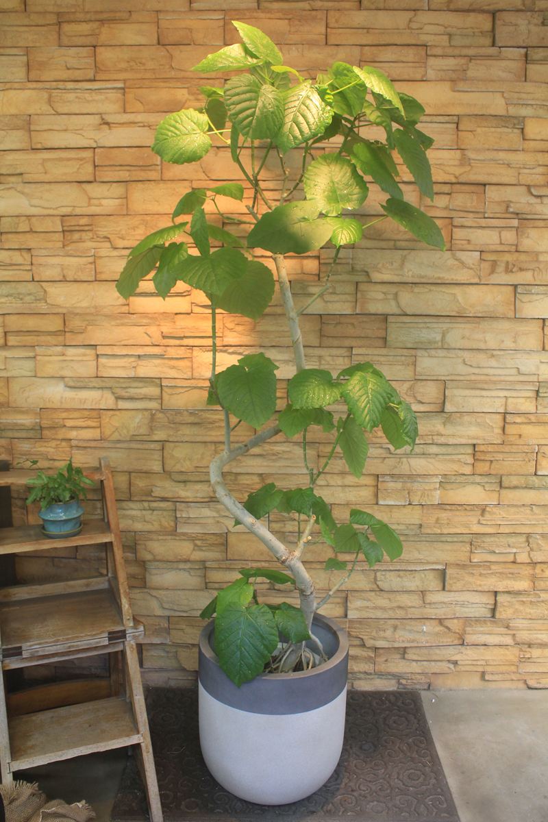 ウンベラータ843｜観葉植物専門店「ワールドガーデン」