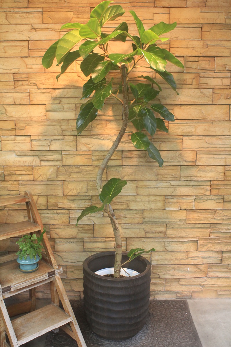 アフリカンプリンス856｜観葉植物専門店「ワールドガーデン」