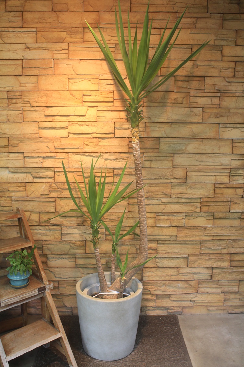 kenkou様　ユッカ ユッカ863｜観葉植物専門店「ワールドガーデン」