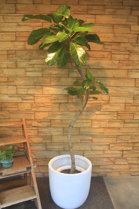 アフリカンプリンス938｜観葉植物専門店「ワールドガーデン」