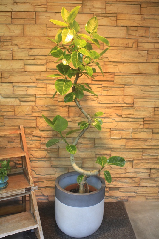 アルテシマ斑入り944｜観葉植物専門店「ワールドガーデン」