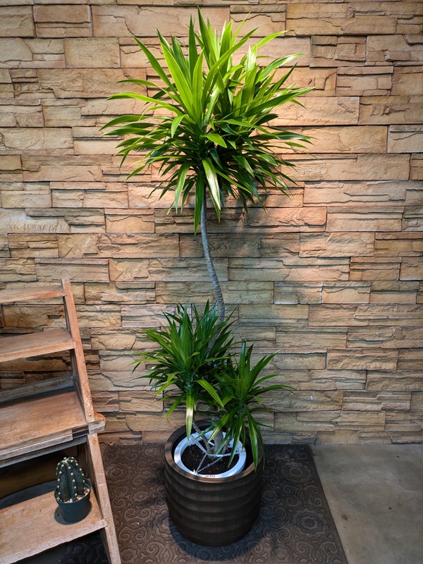 ドラセナ・ナビーA669