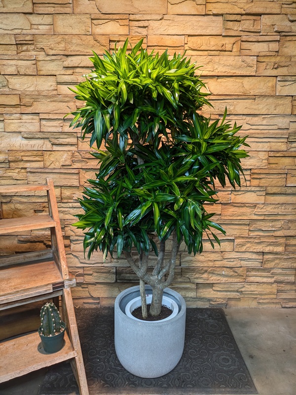 ドラセナ・ジャマイカA670