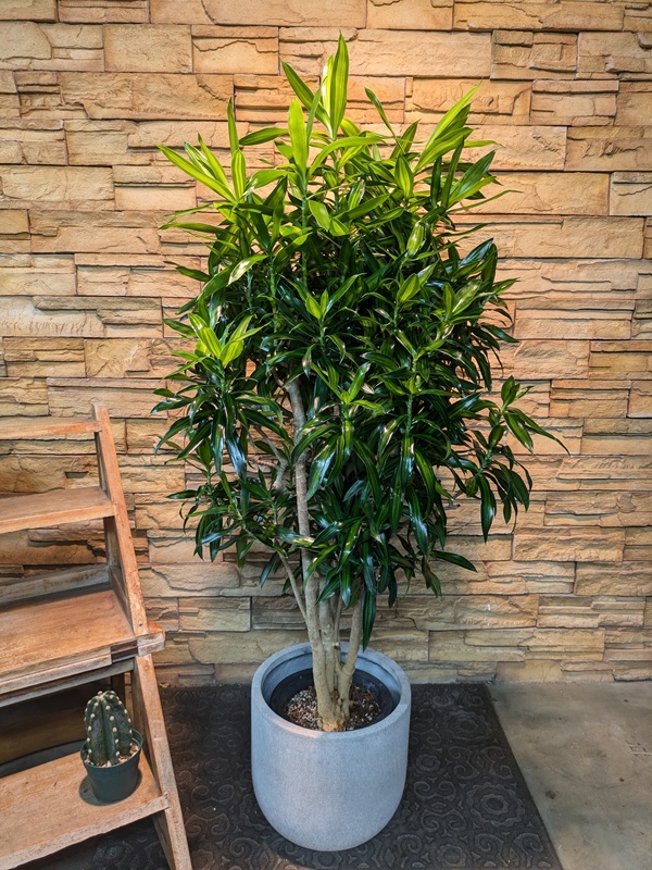 ドラセナ・ジャマイカA671