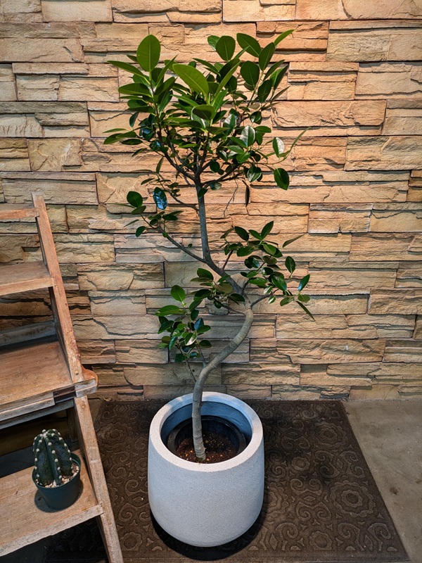 フランスゴムA674